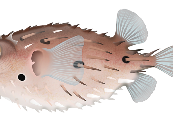 Longspine Porcupinefish - Marinewise