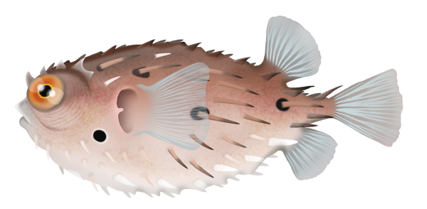 Longspine Porcupinefish - Marinewise