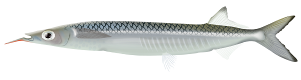 Longtail Garfish - Marinewise