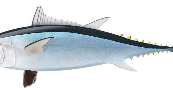 Longtail Tuna - Marinewise