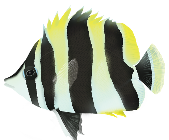 Lord Howe Butterflyfish - Marinewise