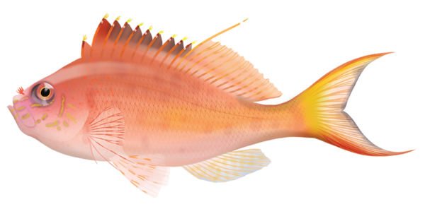 Lyretail Hawkfish - Marinewise