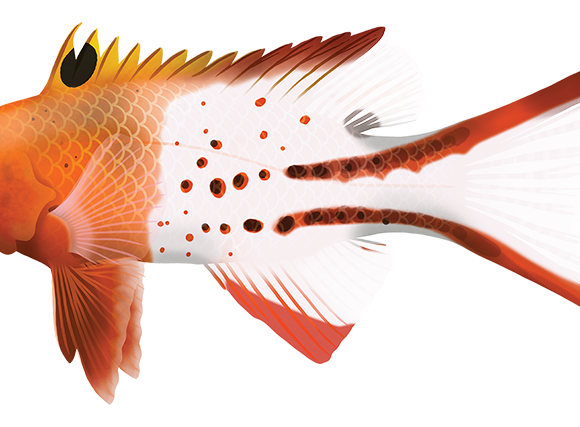 Lyretail Pigfish - Marinewise