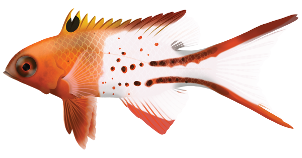 Lyretail Pigfish - Marinewise