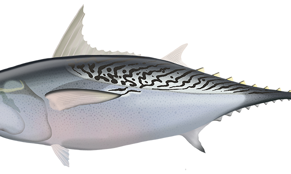 Mackerel Tuna - Marinewise