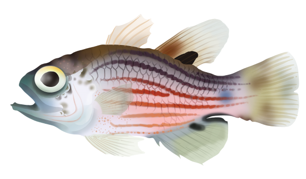 Manyband Cardinalfish - Marinewise