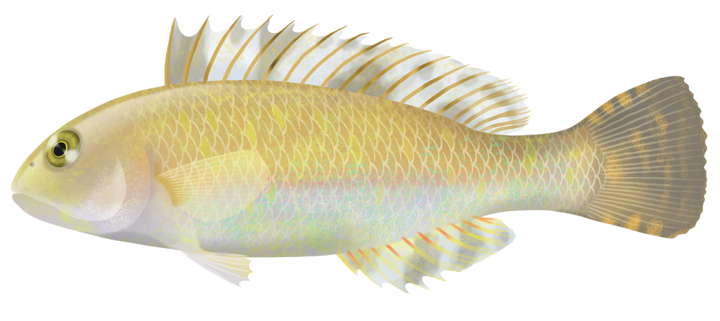 Marbled Parrotfish - Leptoscarus Vaigiensis | Marinewise