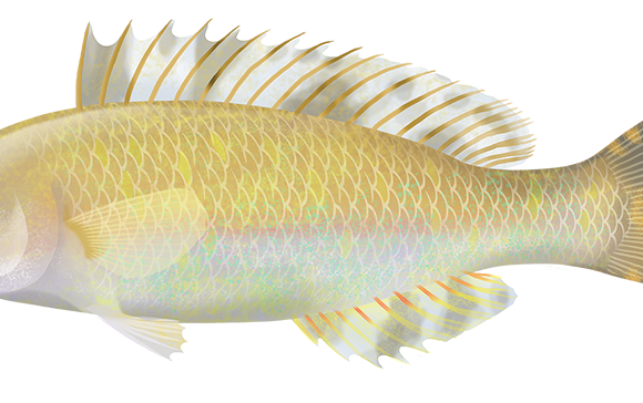 Marbled Parrotfish - Marinewise