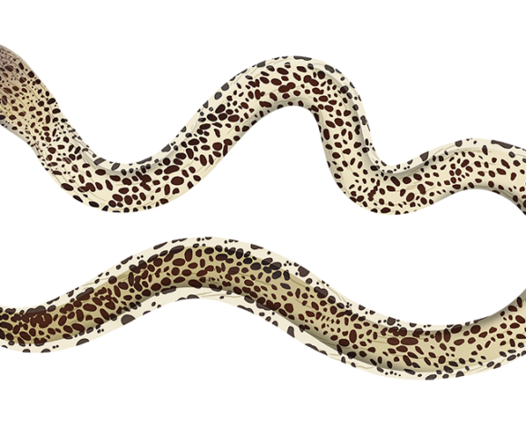 Marbled Snake Eel - Marinewise