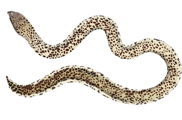 Marbled Snake Eel - Marinewise