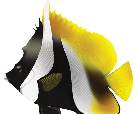 Masked Bannerfish - Marinewise
