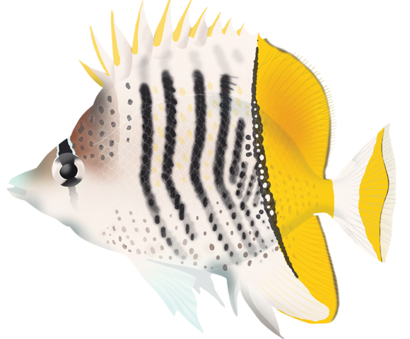 Mertens Butterflyfish - Marinewise