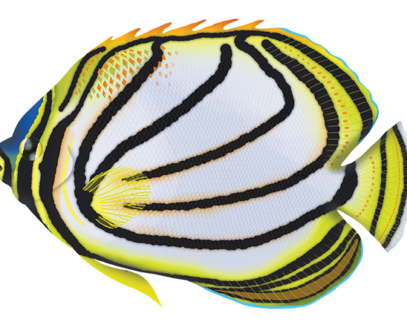 Meyers Butterflyfish - Marinewise