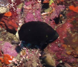 Midnight Angelfish in rocky coral