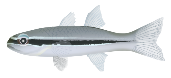 Mimic Cardinalfish - Marinewise