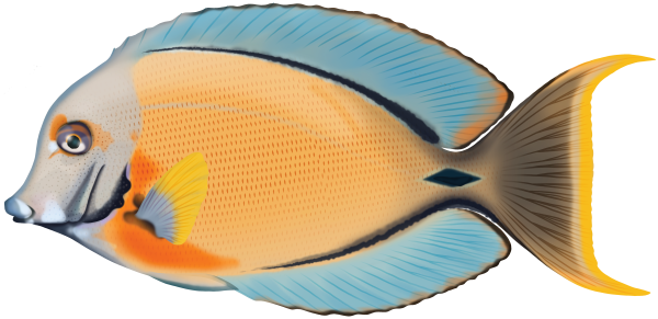 Mimic Surgeonfish - Marinewise