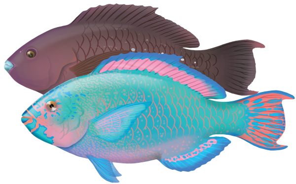 Mini-fin Parrotfish - Marinewise
