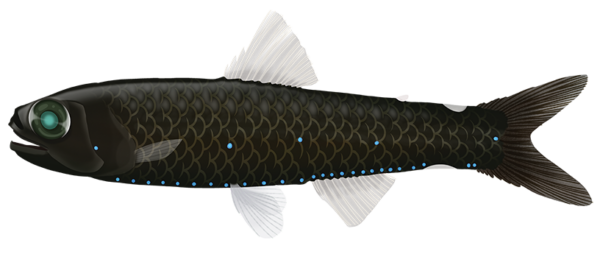 Mirror Lanternfish - Marinewise