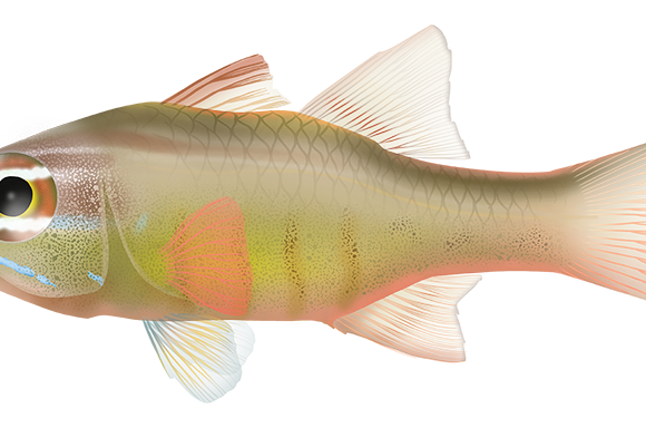 Moluccan Cardinalfish - Marinewise