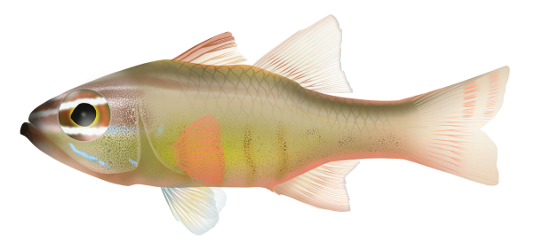 Moluccan Cardinalfish - Marinewise