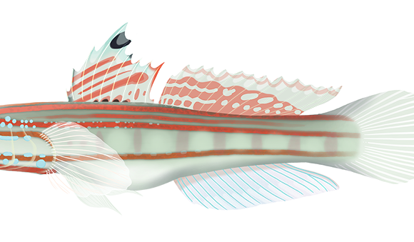 Mural Glider Goby - Marinewise