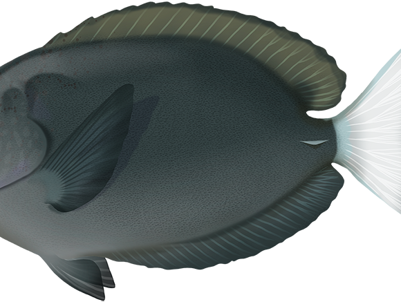 Night Surgeonfish - Marinewise