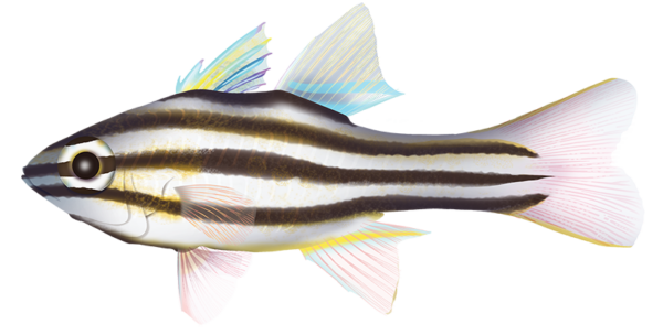 Nineline Cardinalfish - Marinewise
