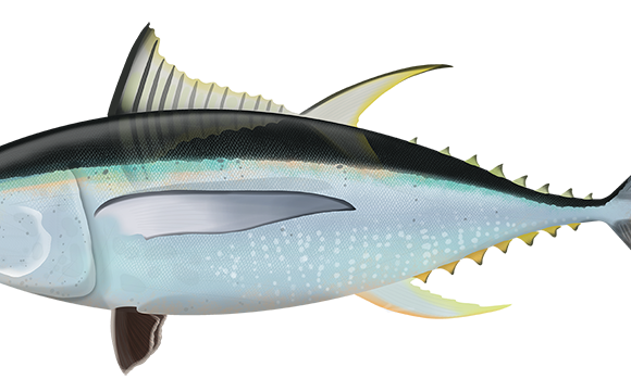 Northern Bluefin Tuna - Marinewise