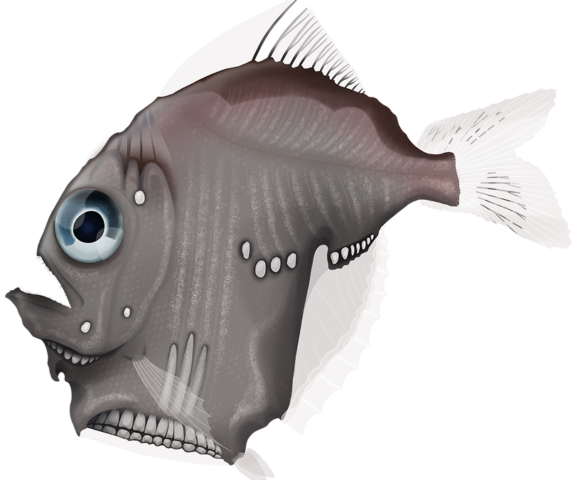 Oblique Hatchetfish - Marinewise