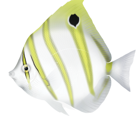 Ocellate Butterflyfish - Marinewise
