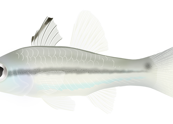 Oneline Cardinalfish - Marinewise