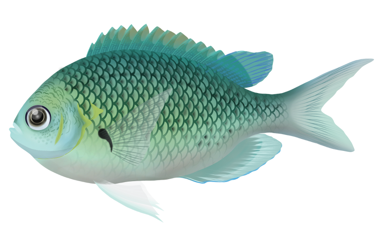 One-Spot Puller - Chromis Hypsilepis | Marinewise