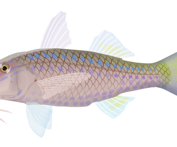 Opalescent Goatfish - Marinewise