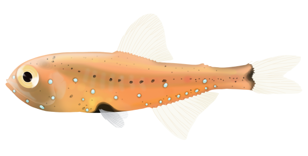 Opaline Lanternfish - Marinewise