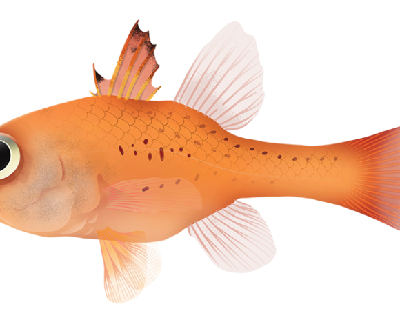 Orange Cardinalfish - Marinewise