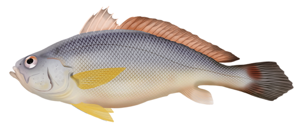 Orange Jewfish - Marinewise