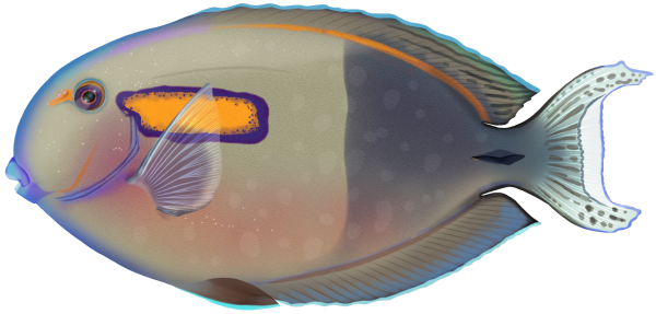 Orangeblotch Surgeonfish - Marinewise