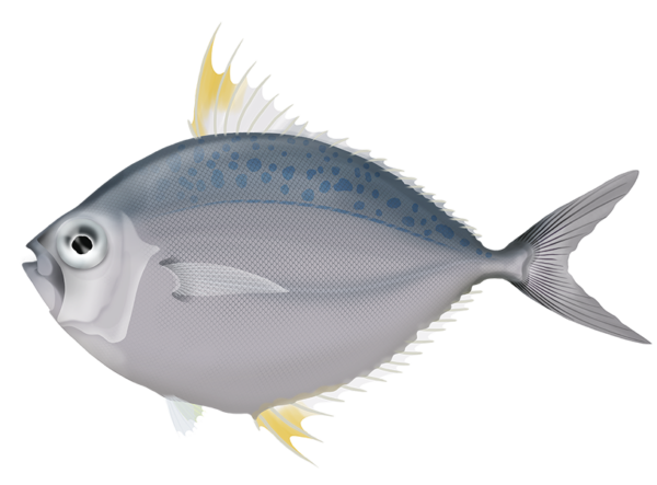 Orangefin Ponyfish - Marinewise