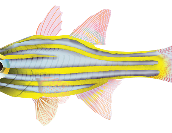 Orangelined Cardinalfish - Marinewise