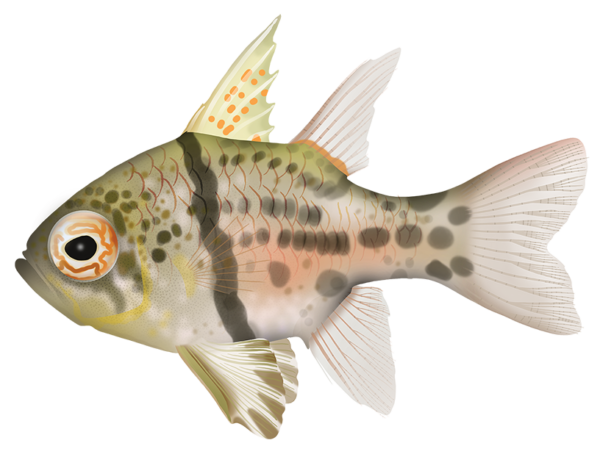 Orbicular Cardinalfish - Marinewise
