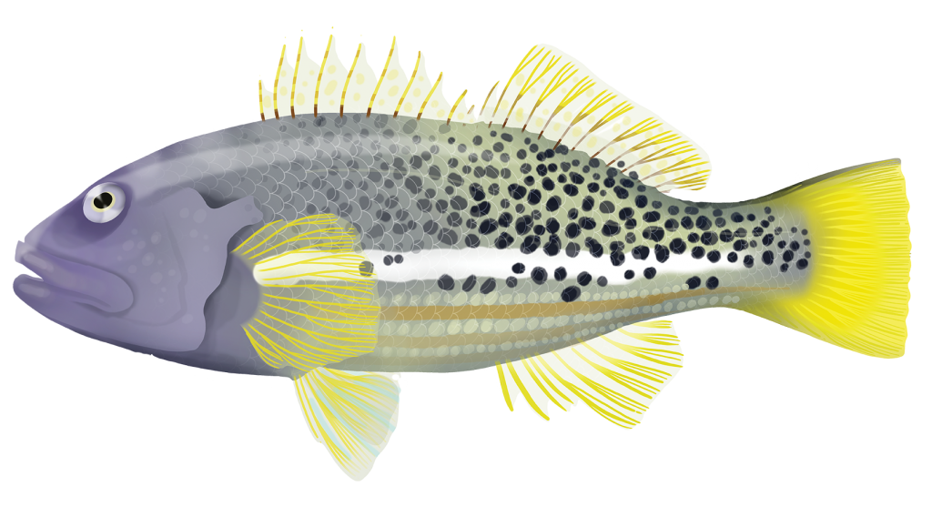 Ornate Hawkfish - Paracirrhites Hemistictus | Marinewise