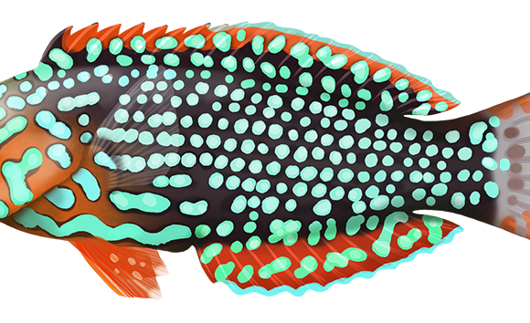 Ornate Leopard Wrasse - Marinewise