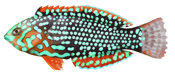 Blue Star Leopard Wrasse: Saltwater Aquarium Fish for Marine Aquariums