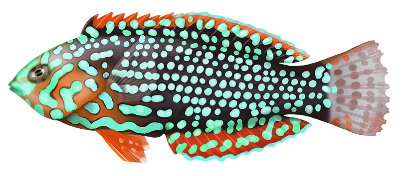 Blue Star Leopard Wrasse For Sale - Small Female