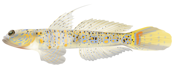 Ornate Shrimpgoby - Marinewise