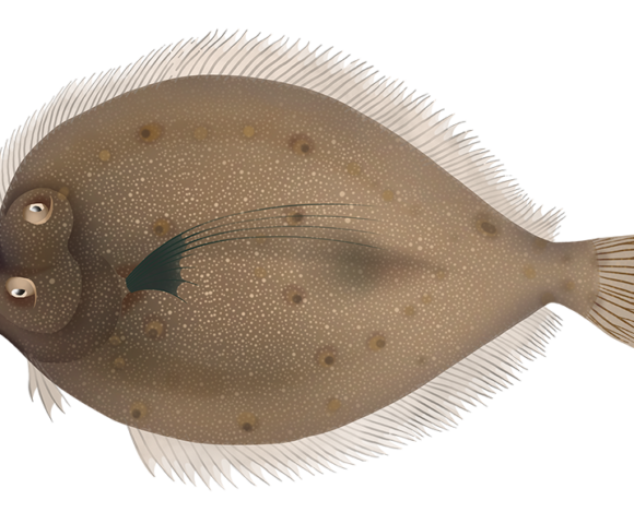 Oval Flounder - Marinewise