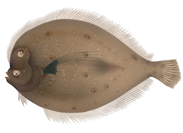 Oval Flounder - Marinewise