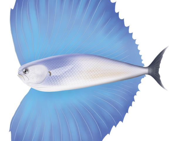 Pacific Fanfish - Marinewise