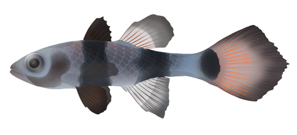 Paddlefish Cardinalfish - Marinewise