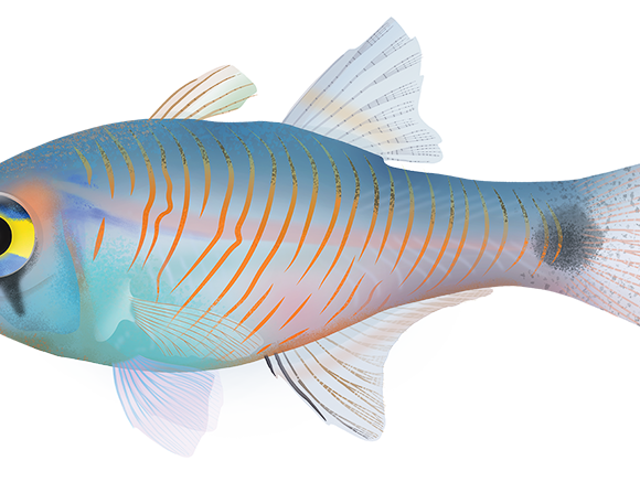 Painted Cardinalfish - Marinewise